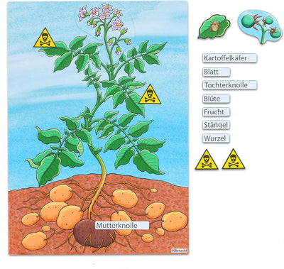 Betzold - Die Kartoffelpflanze - Magnetisches Tafelbild Grundlagen Unterricht Nocolor, Nocolor