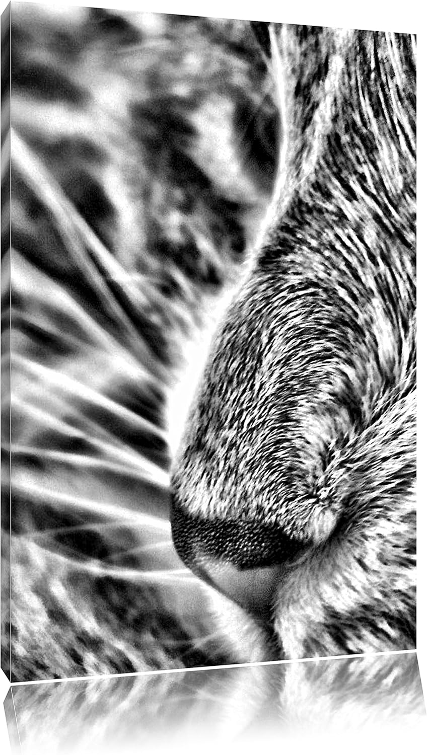 Pixxprint Katze mit blauen Augen als Leinwandbild/Grösse: 100x70 / Wandbild/Kunstdruck/fertig bespan