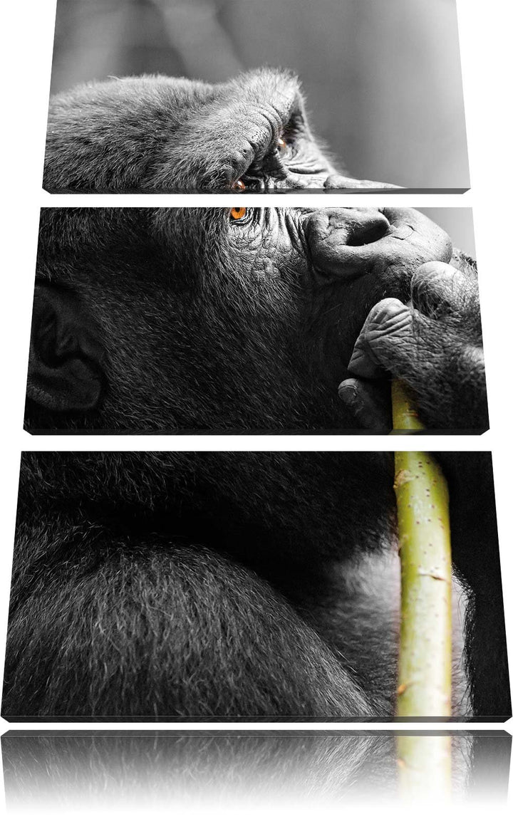 Pixxprint stolzer Gorilla isst als Leinwandbild/Grösse: 3 Teilig (120x80) cm/Wandbild/Kunstdruck/fer