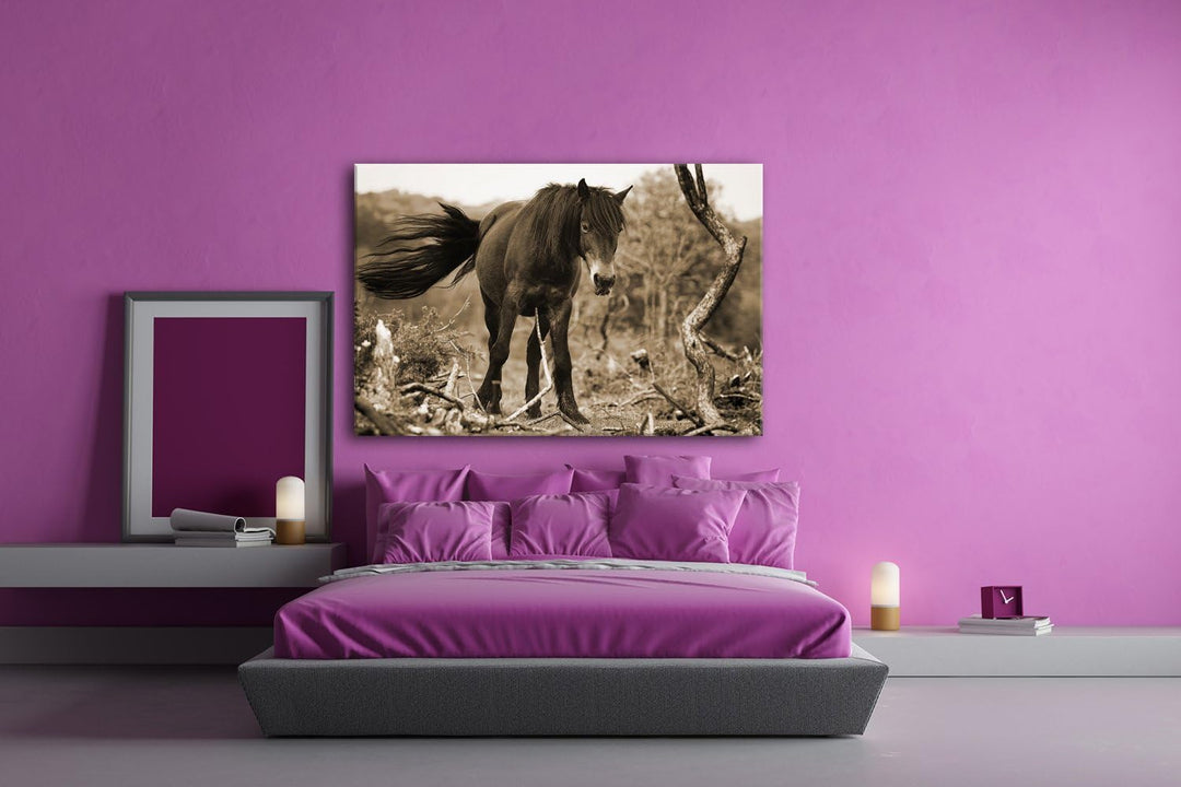 deyoli niedliches Pony Format: 80x60 Effekt: Sepia als Leinwand, Motiv fertig gerahmt auf Echtholzra