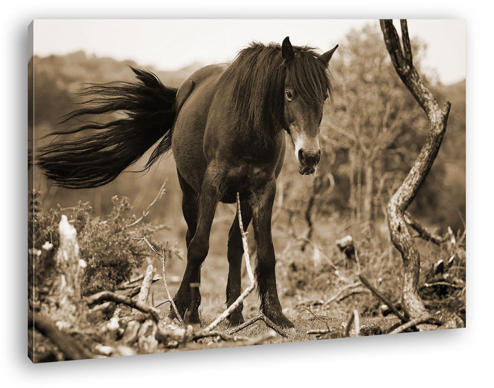 deyoli niedliches Pony Format: 80x60 Effekt: Sepia als Leinwand, Motiv fertig gerahmt auf Echtholzra