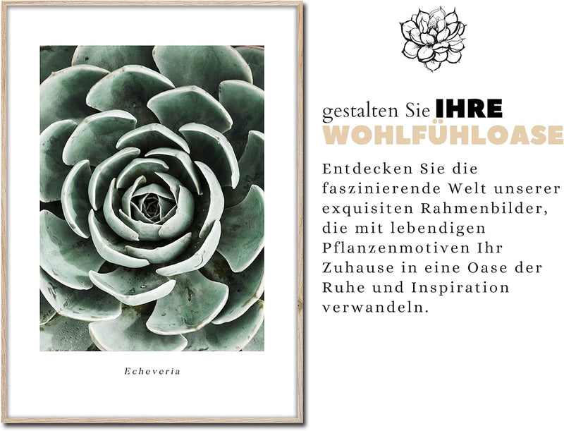 STYLER Rahmenbild Echeveria | Artbox Wandbild | Bild mit Holz Rahmen Optik Framepic | Pflanze aus Me