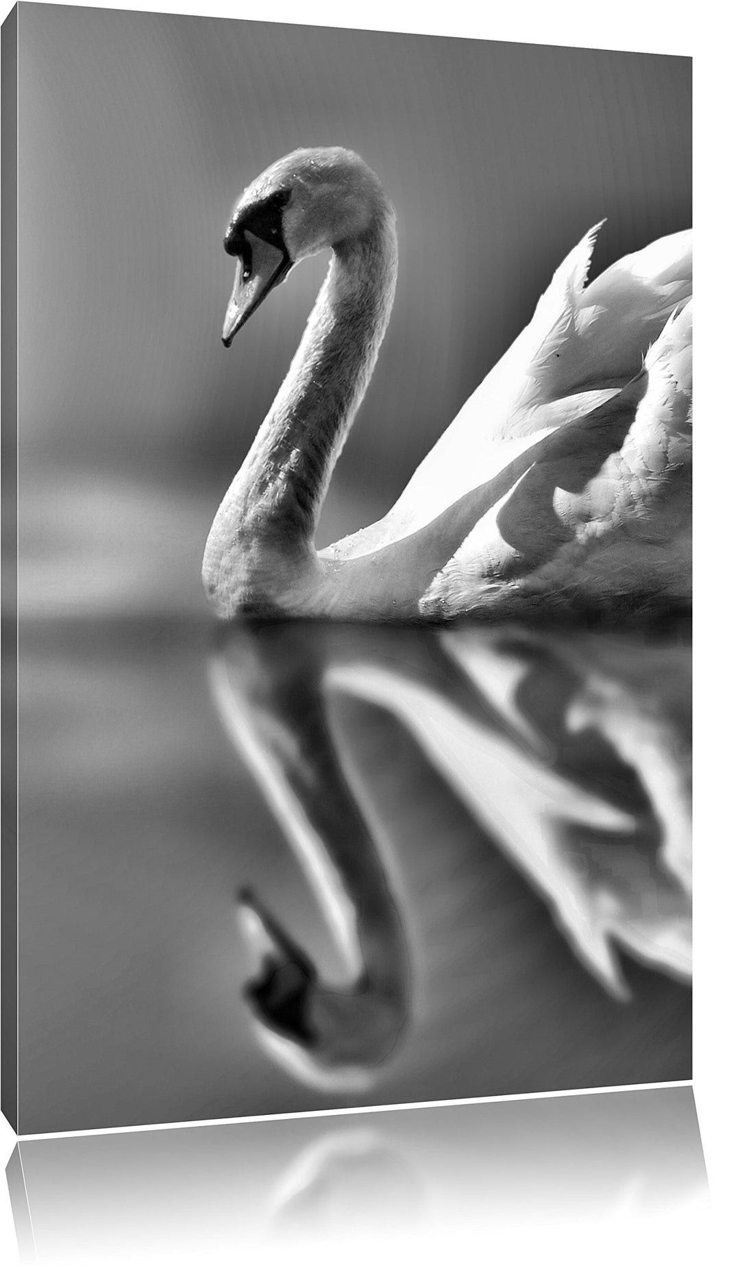Pixxprint Monocrome, Edler Schwan auf See, Format: 100x70 auf Leinwand, 100x70