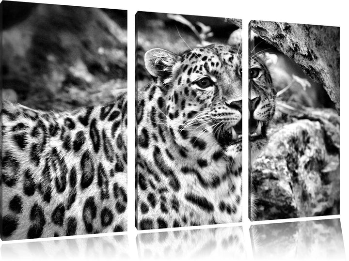 Pixxprint prachtvoller Leopard als Leinwandbild/Grösse: 3 Teilig (120x80) cm/Wandbild/Kunstdruck/fer