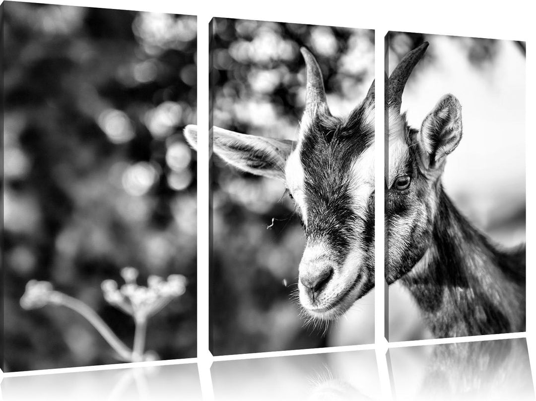 Pixxprint Niedliche Ziege als Leinwandbild/Grösse: 3 Teilig (120x80) cm/Wandbild/Kunstdruck/fertig b