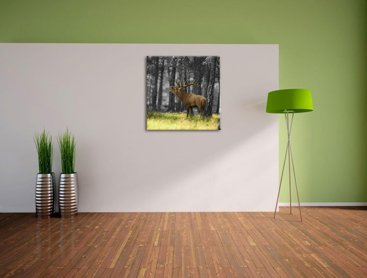 Pixxprint röhrender Hirsch im Wald schwarz/weiss, Format: 70x70 auf Leinwand, 70x70