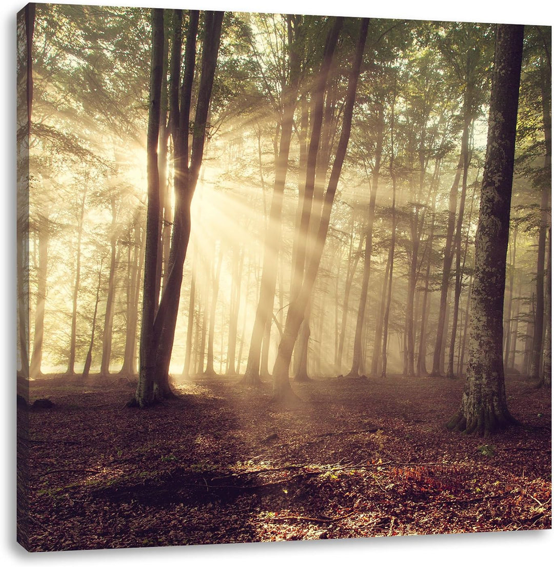 Pixxprint Waldlichtung im Sonnenschein, Format: 70x70 auf Leinwand, 70x70
