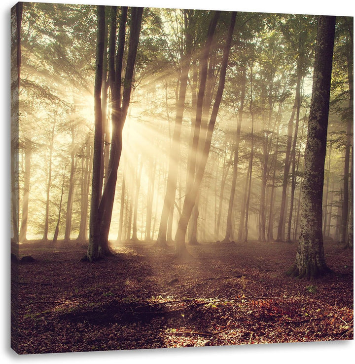 Pixxprint Waldlichtung im Sonnenschein, Format: 70x70 auf Leinwand, 70x70