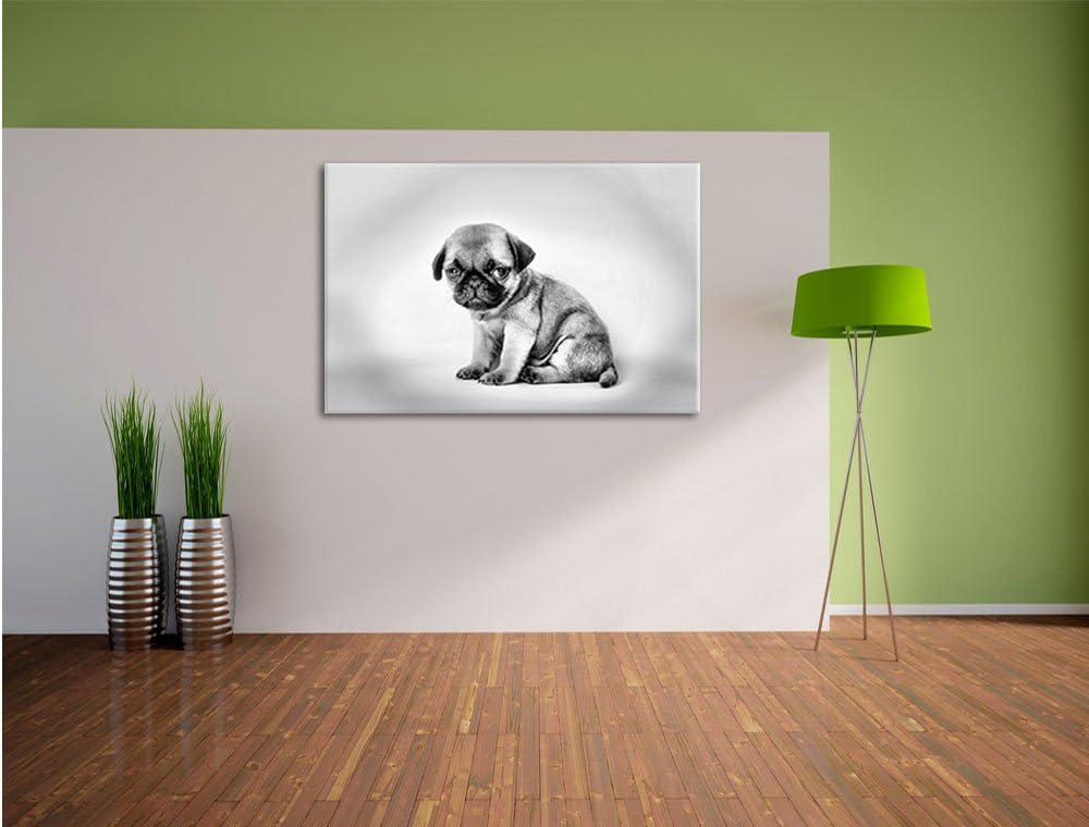 Pixxprint Kleiner Hundewelpe Mops als Leinwandbild/Grösse: 100x70 cm/Wandbild/Kunstdruck/fertig besp