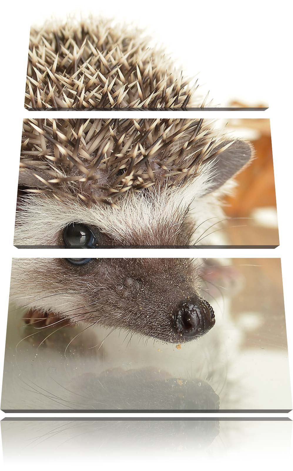 Pixxprint Süsser Igel 3-Teiler Leinwandbild 120x80 Bild auf Leinwand,