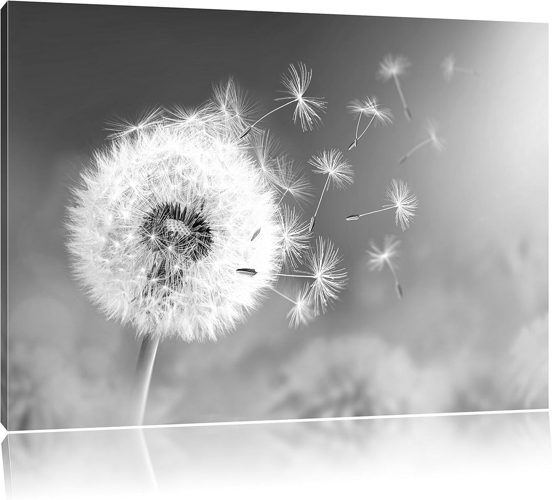 Löwenzahn Samen Kunst B&W, Format: 100x70 auf Leinwand, XXL riesige Bilder fertig gerahmt mit Keilra