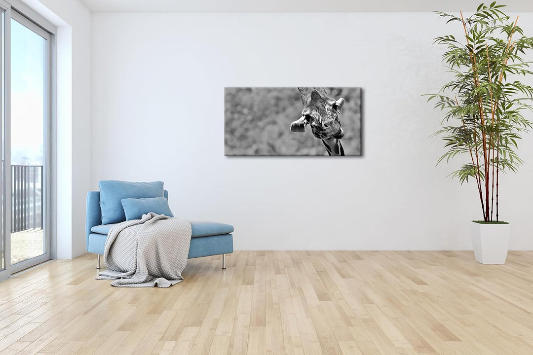 lustige Giraffe Panorama 120x60 cm Effekt: Schwarz/Weiss als Leinwandbild, Motiv fertig gerahmt auf