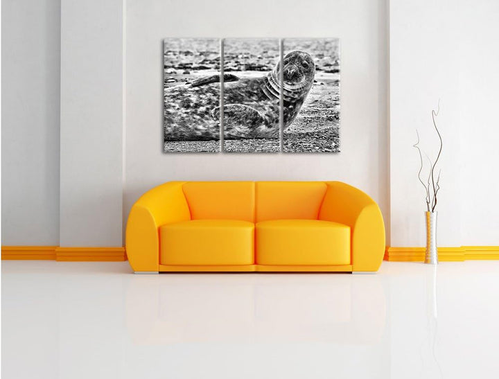 Pixxprint Robbe an Kiesstrand als Leinwandbild/Grösse: 3 Teilig (120x80) cm/Wandbild/Kunstdruck/fert