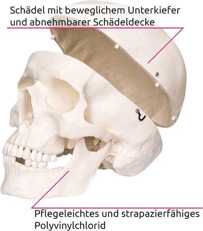 TecTake 400502 Anatomie Skelett lebensgross inklusive Ständer (Skelett | Nr.