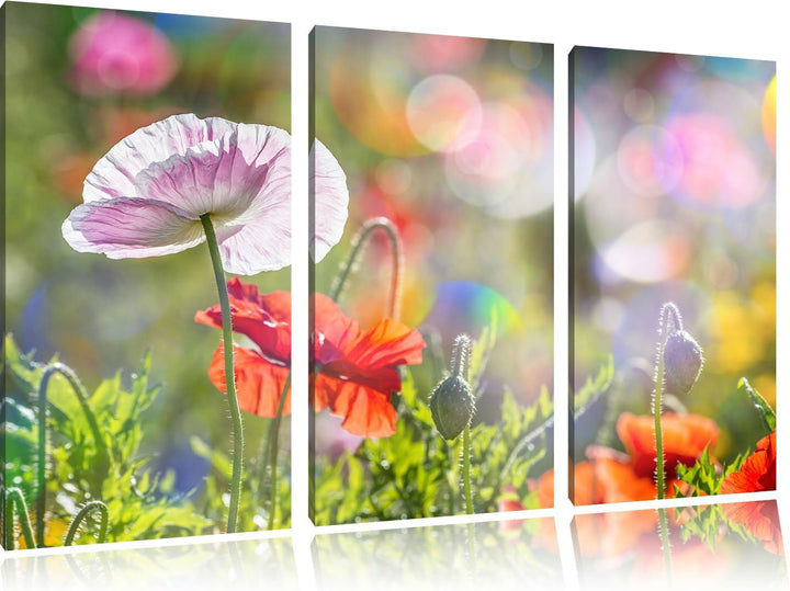 Pixxprint Kalifornischer Mohn im Frühling / 3-Teilig/Gesamtmass 120cm Leinwandbild bespannt auf Holz
