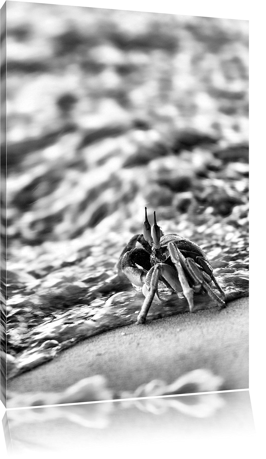Pixxprint Monocrome, kleine Krabbe am Strand als Leinwandbild | Grösse: 100x70 | Wandbild| Kunstdruc
