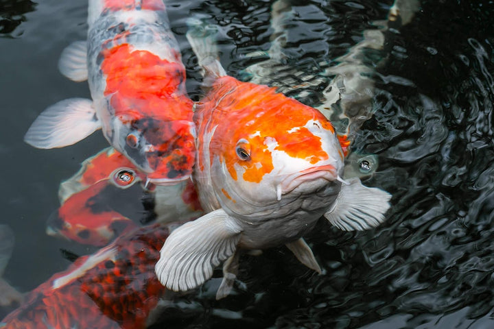 1,0 kg Premium Bachflohkrebse - Koi - Gammarus