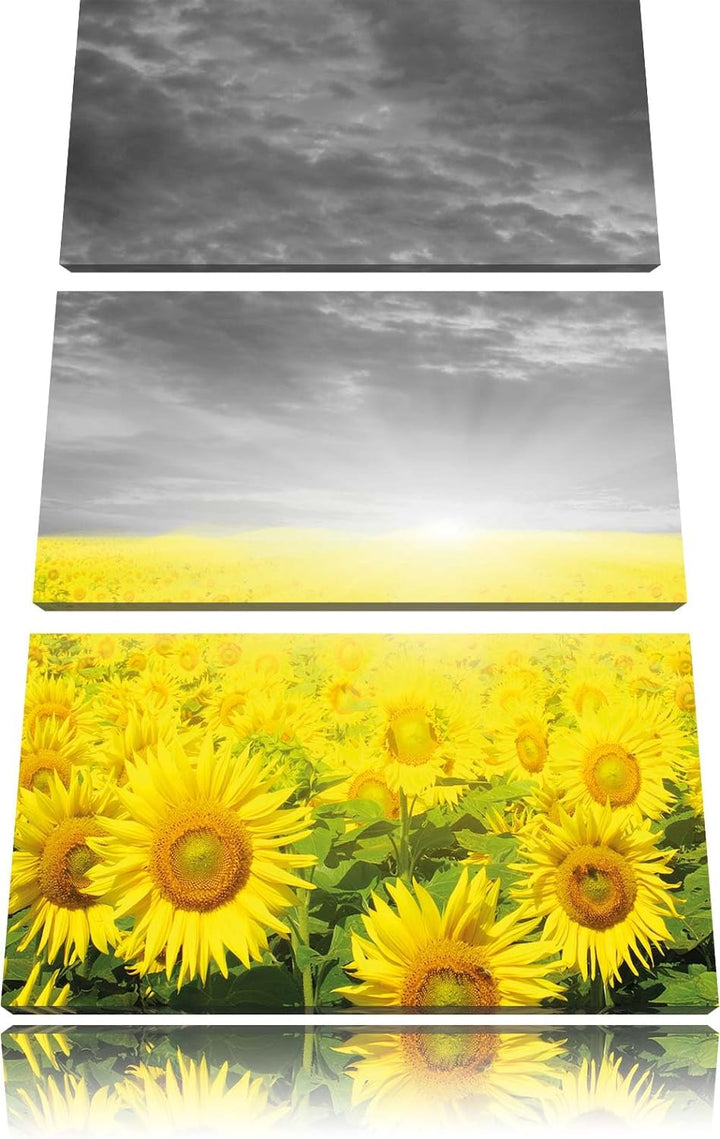 Pixxprint Sonnenblumenfeld bei Sonnenuntergang schwarz/weiss 3-Teiler Leinwandbild 120x80 Bild auf L