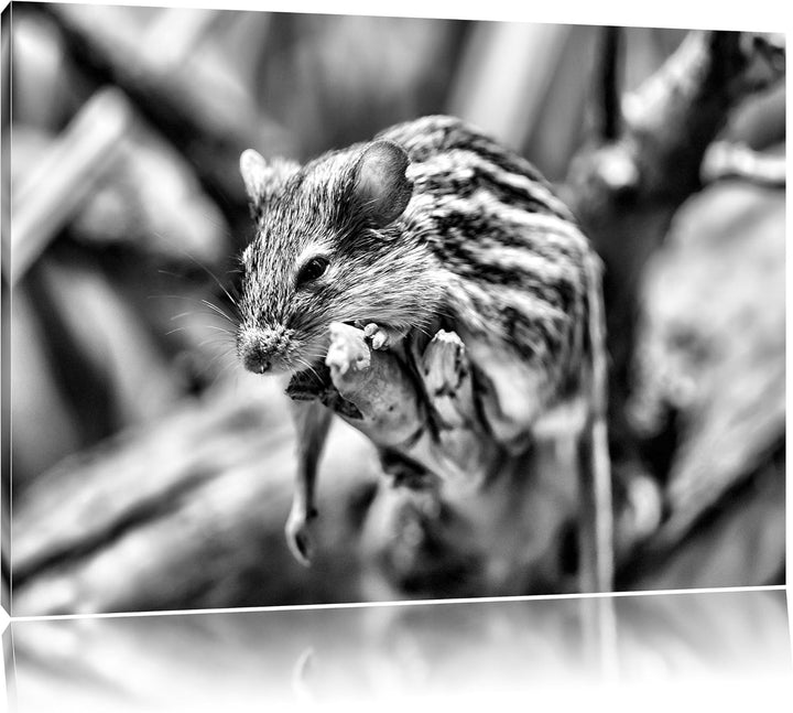 Pixxprint ruhende Feldmaus als Leinwandbild | Grösse: 100x70 cm | Wandbild | Kunstdruck | fertig bes