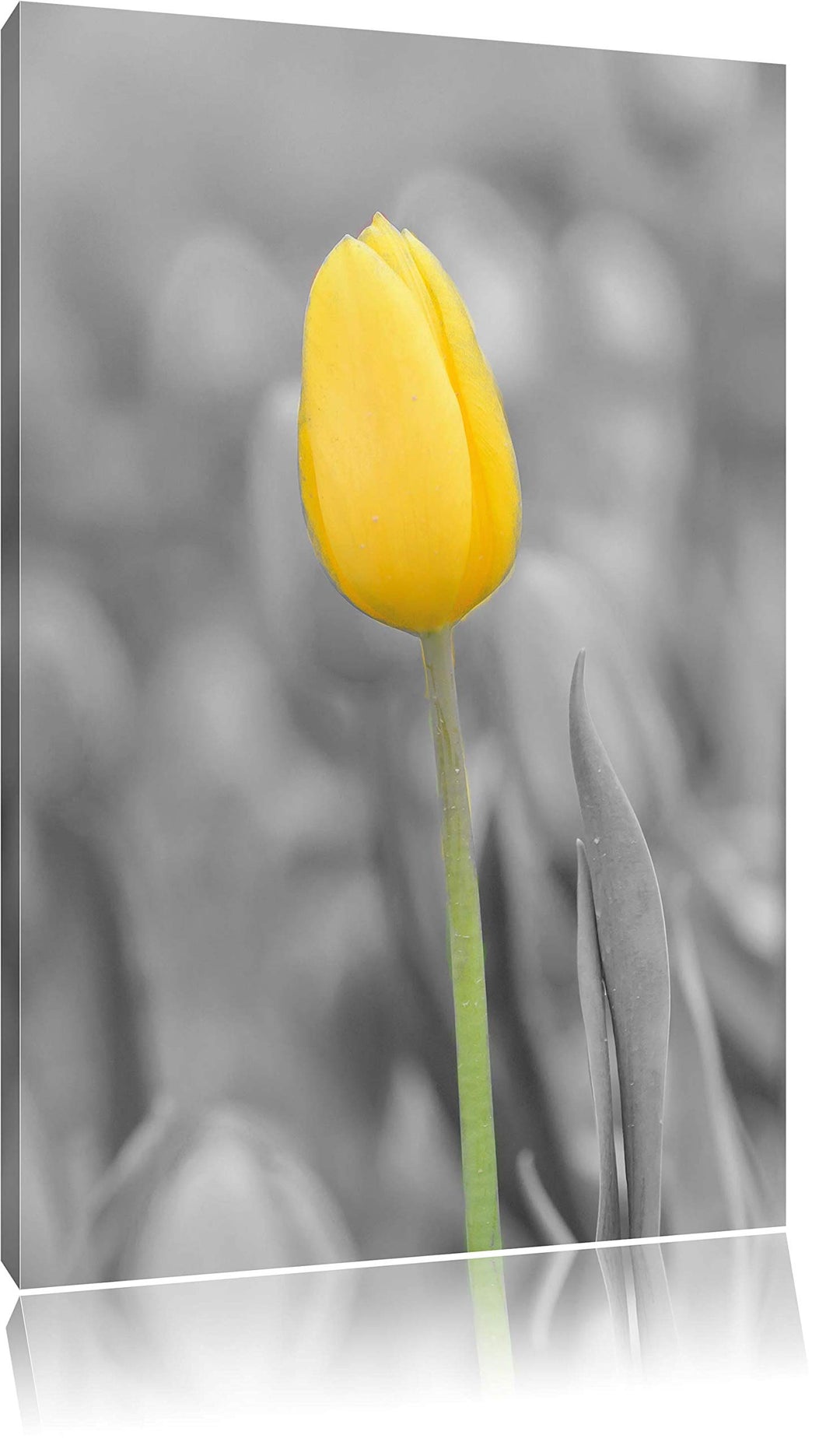 Pixxprint Gelbes Tulpenmeer schwarz/weiss als Leinwandbild/Grösse: 120x80 cm/Wandbild/Kunstdruck/fer