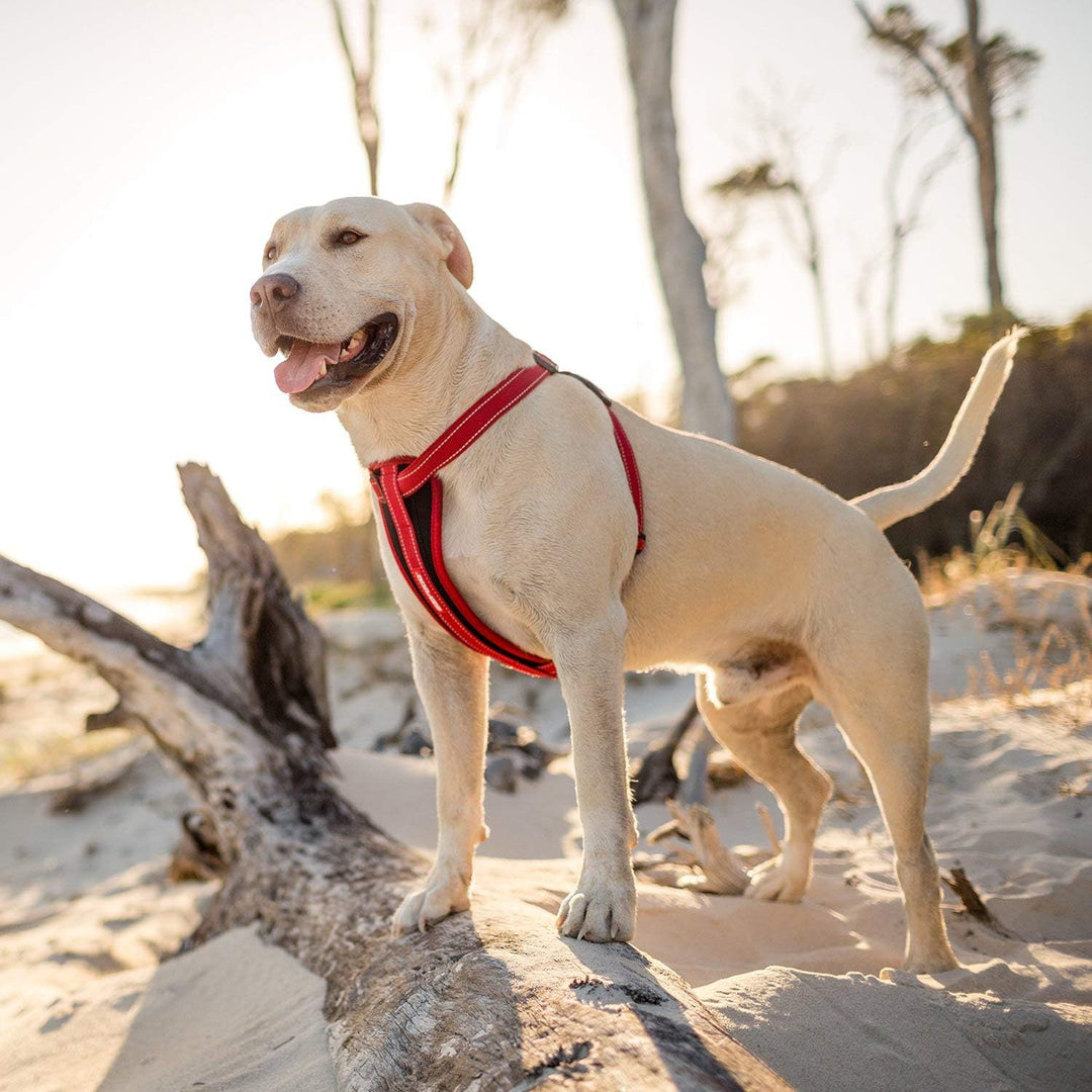EzyDog Hundegeschirr Auto mit Sicherheitsgurt, Brustgeschirr Hund, Sicherheitsgeschirr Hund, 'Chest