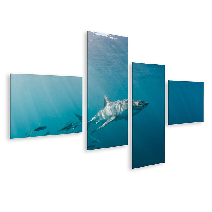 islandburner Bild auf Leinwand Grosser Weisser Hai Und Fischschwarm Bilder Wandbilder Poster Leinwan
