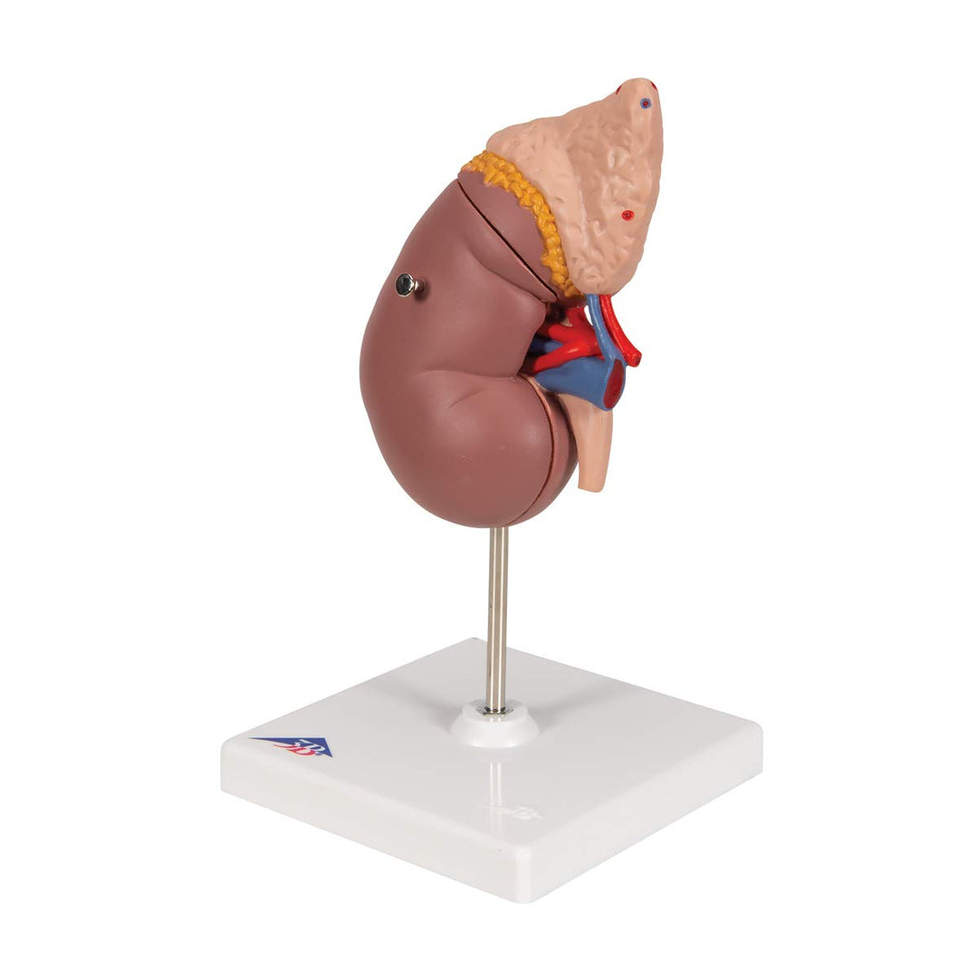3B Scientific Menschliche Anatomie - Nierenmodell mit Nebenniere + kostenlose Anatomie App - 3B Smar