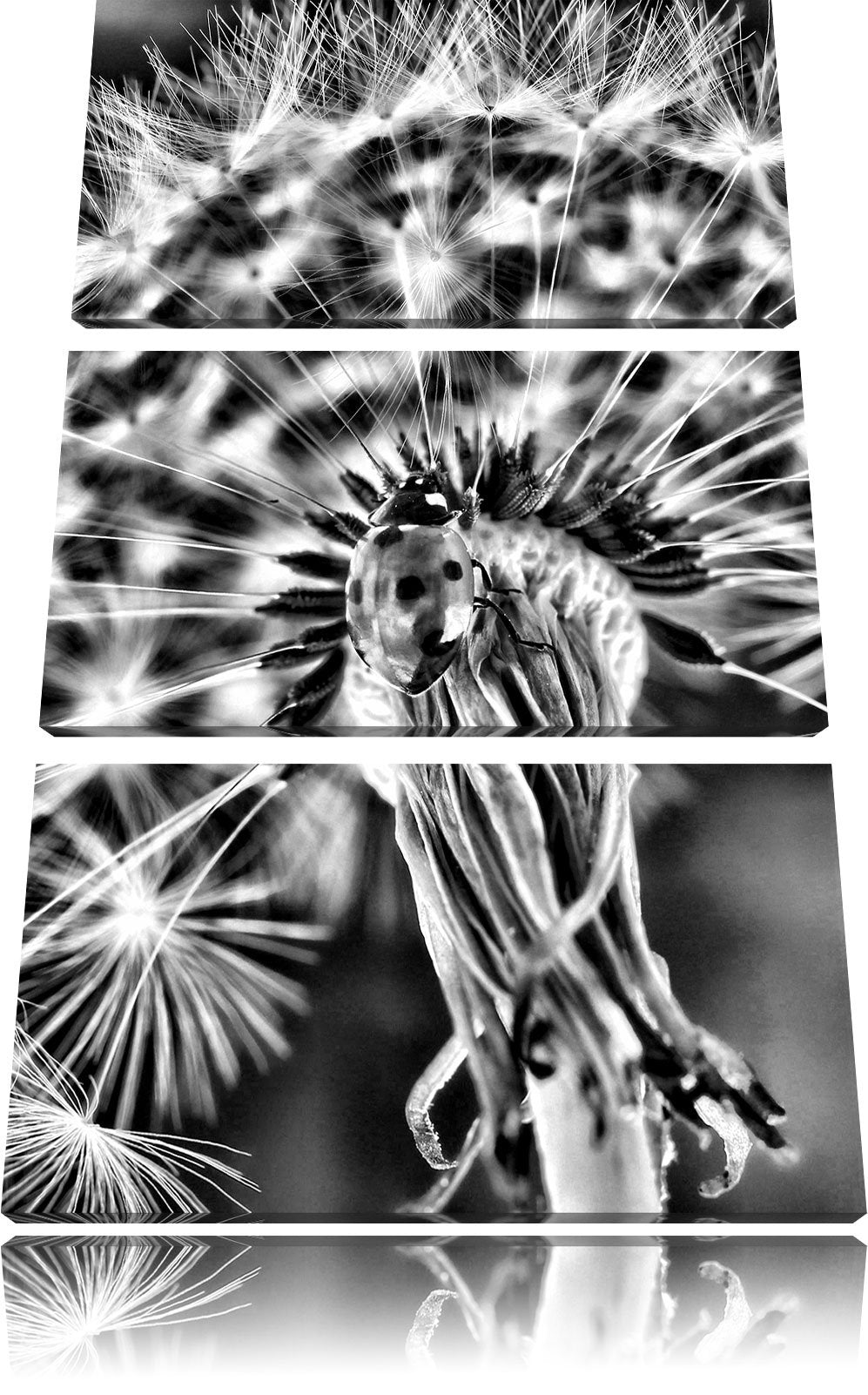 Pixxprint Marienkäfer auf Pusteblume als Leinwandbild/Grösse: 3 Teilig (120x80) cm/Wandbild/Kunstdru