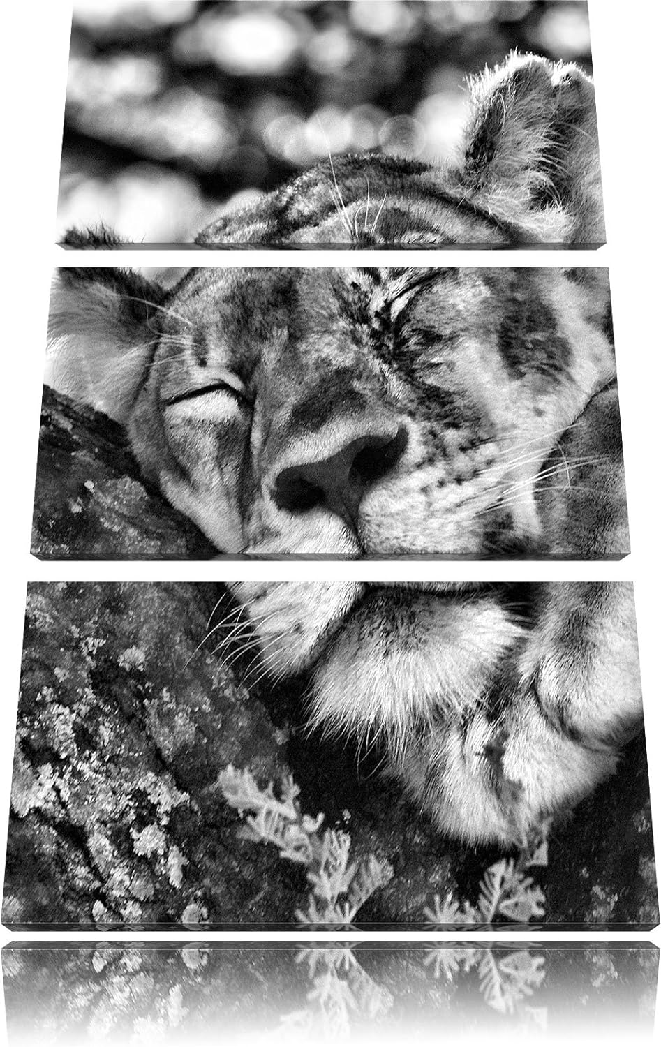 Pixxprint müde Löwin ruht auf Baum als Leinwandbild/Grösse: 3 Teilig (120x80) cm/Wandbild/Kunstdruck
