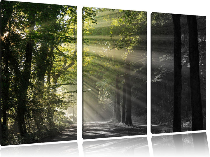 Pixxprint Waldweg im Frühling als Leinwandbild/Grösse: 3 Teilig (120x80) cm/Wandbild/Kunstdruck/fert