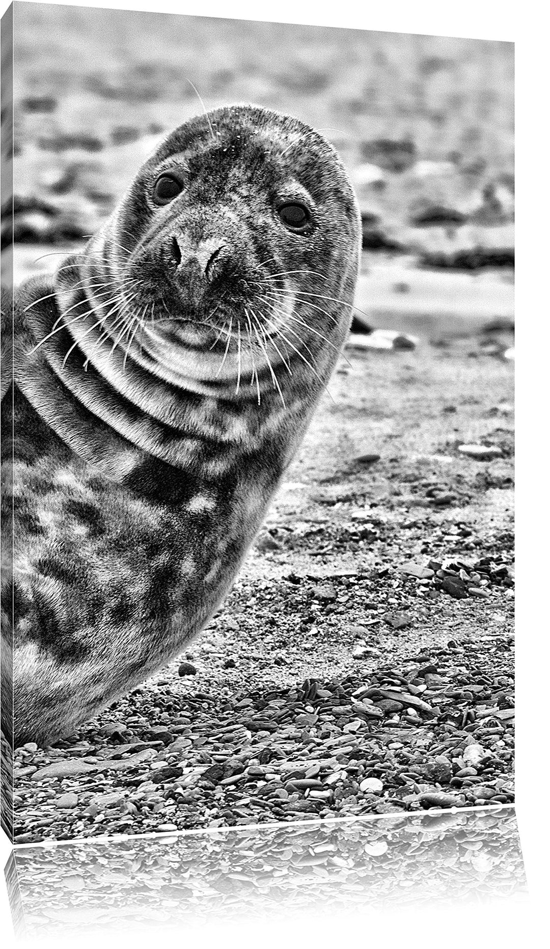 Pixxprint Robbe an Kiesstrand als Leinwandbild/Grösse: 100x70 cm/Wandbild/Kunstdruck/fertig bespannt