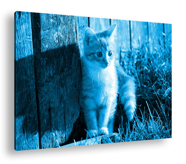 deyoli süsse kleine Katze im Sonnenschein Format 80x60 Effekt: Monocrome Blau als Leinwandbild, Moti