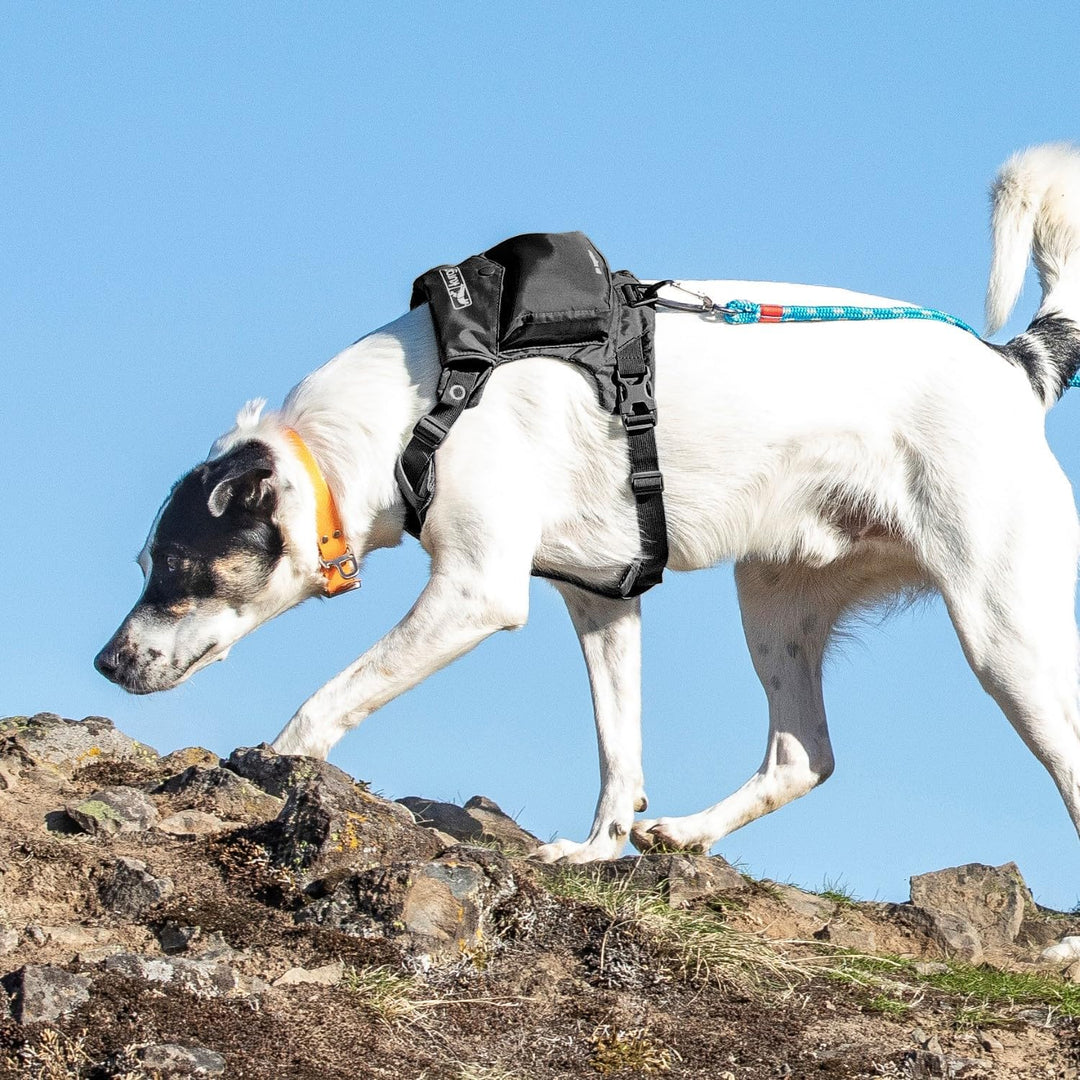 Kurgo Stash n' Dash Hundegeschirr, leichtes Westengeschirr für Hunde, Haustiergeschirr mit Tasche, f