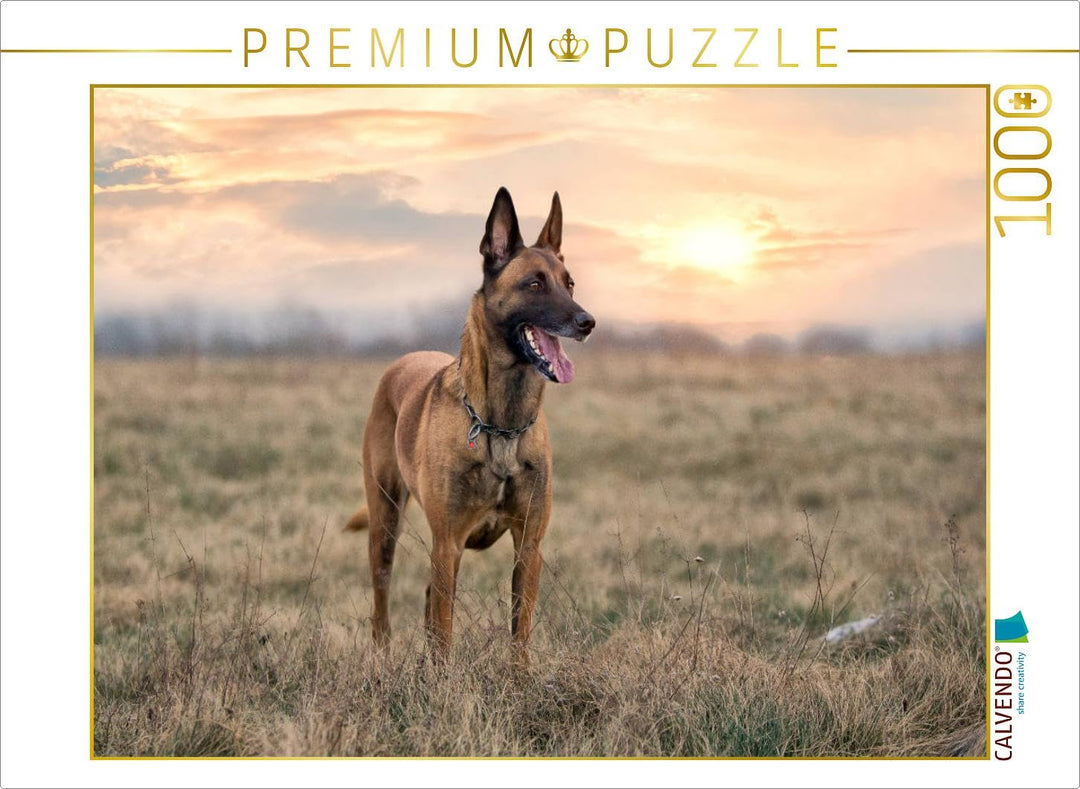 CALVENDO Puzzle Malinois - Belgische Energiebündel 1000 Teile Lege-Grösse 64 x 48 cm Foto-Puzzle Bil