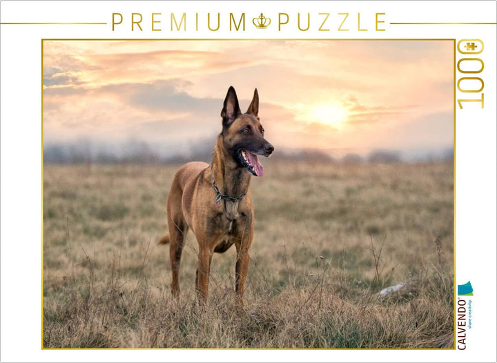 CALVENDO Puzzle Malinois - Belgische Energiebündel 1000 Teile Lege-Grösse 64 x 48 cm Foto-Puzzle Bil