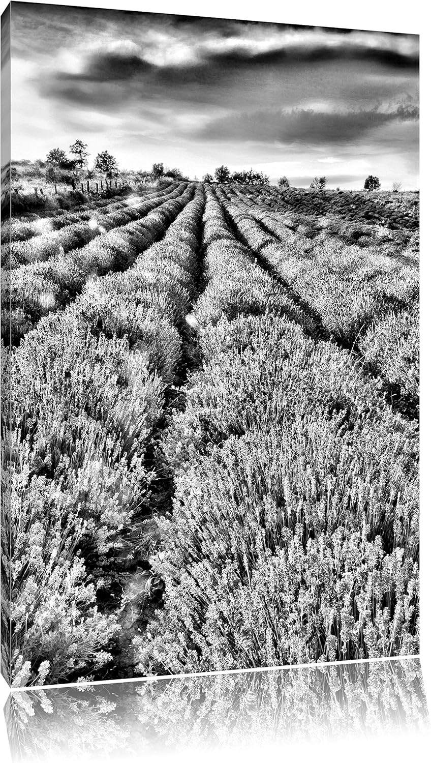 Pixxprint Lavendelfeld Provence / 100x70cm Leinwandbild bespannt auf Holzrahmen/Wandbild Kunstdruck