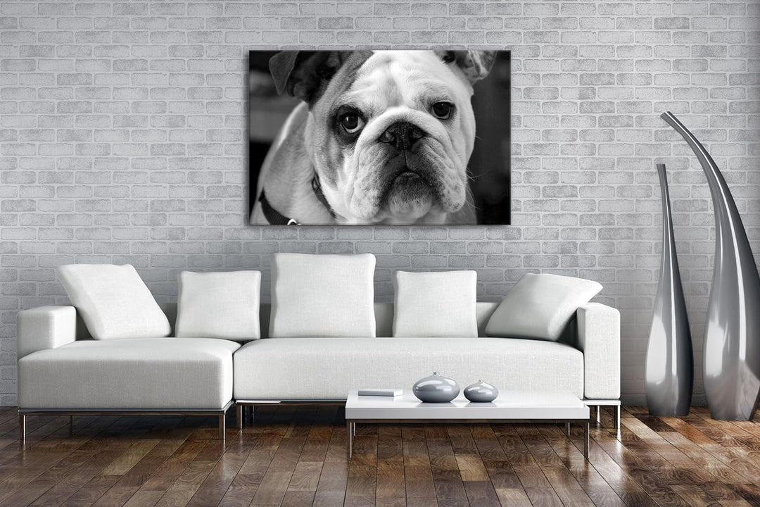 deyoli Englische Bulldogge Effekt: Schwarz/Weiss im Format: 80x60 als Leinwandbild, Motiv fertig ger