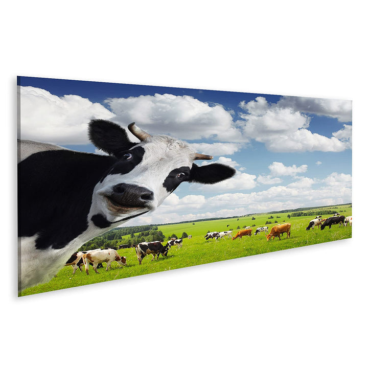 islandburner Bild auf Leinwand Lustige Kuh Auf Ländlicher Wiese Bilder Wandbilder Poster Leinwand 12