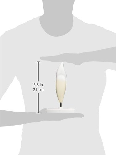 3B Scientific Menschliche Anatomie - Unterer Schneidezahn, 2-teilig + kostenlose Anatomie App - 3B S