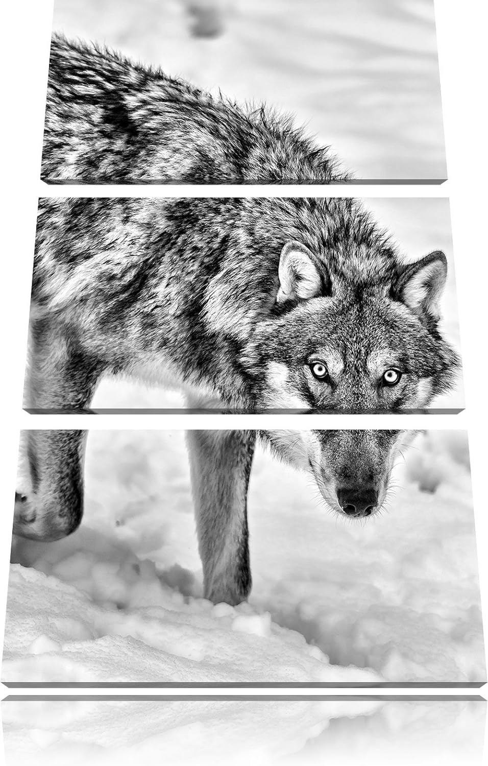 Pixxprint seltener Wolf im Schnee als Leinwandbild/Grösse: 3 Teilig (120x80) cm/Wandbild/Kunstdruck/