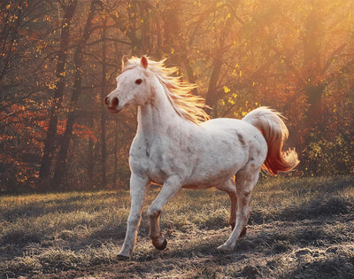Scheidler horse-direkt Schwarzkümmelsamen ganz, 15kg, Pferd, zur Unterstützung, Einzelfuttermittel,
