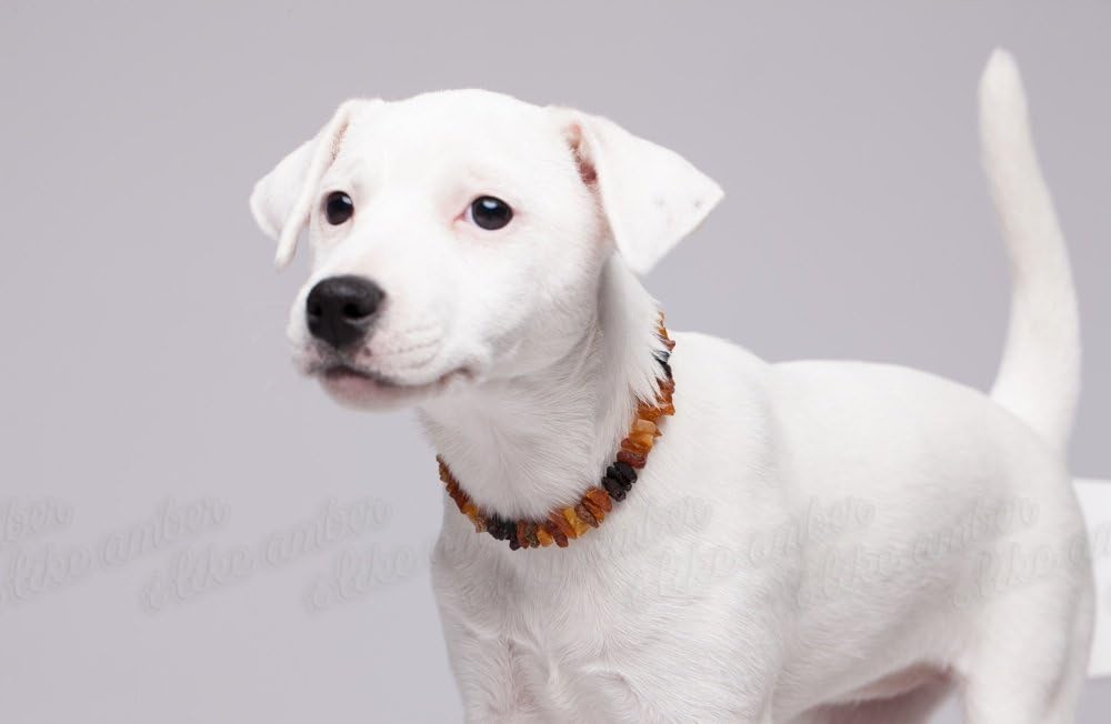 Bernsteinkette Hund, Bernstein Halsband Hund, Zeckenschutz Katze & Hunde, 100% Baltischer Bernstein