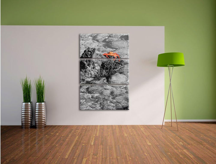 Pixxprint rote Krabbe auf Riff als Leinwandbild/Grösse: 3 Teilig (120x80) cm/Wandbild/Kunstdruck/fer