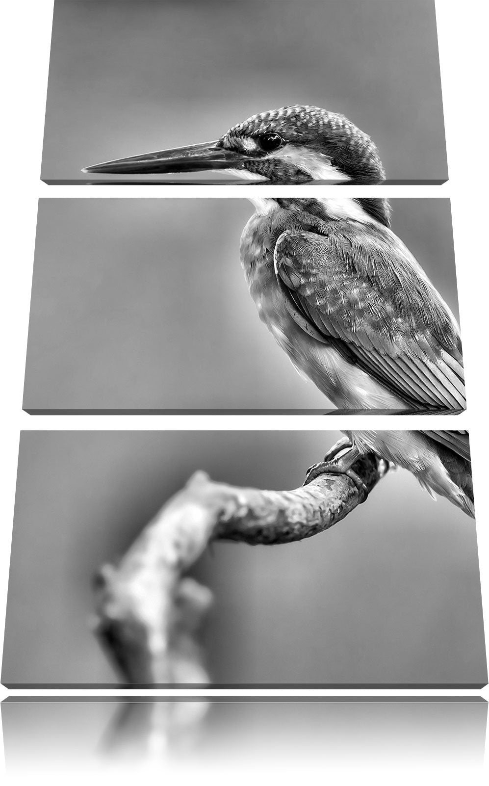 Pixxprint Kleiner Eisvogel als Leinwandbild/Grösse: 3Teilig / Wandbild/Kunstdruck/fertig bespannt