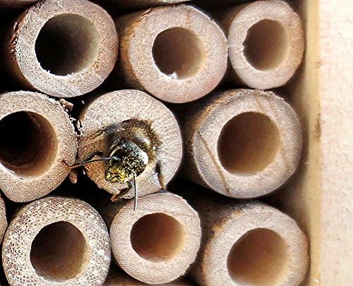 PEARL Bienenhotel: 4er-Set Insektenhotel-Bausätze, Nisthilfe und Schutz für Nützlinge (Insektenhotel
