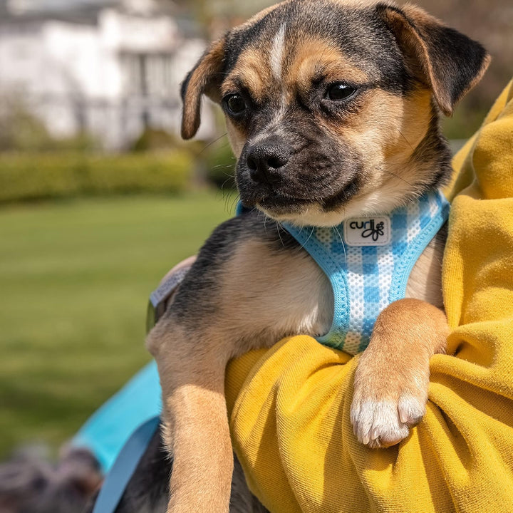 Vest Harness curli Clasp Air-Mesh SkyBlue-Caro M & Leash L, Skyblue-Caro M