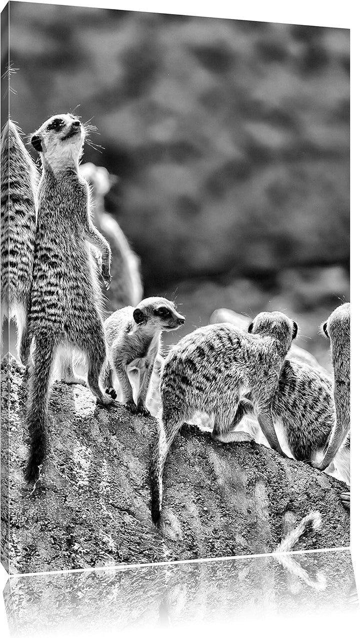 Pixxprint grosse Erdmännchen Familie als Leinwandbild/Grösse: 100x70 / Wandbild/Kunstdruck/fertig be