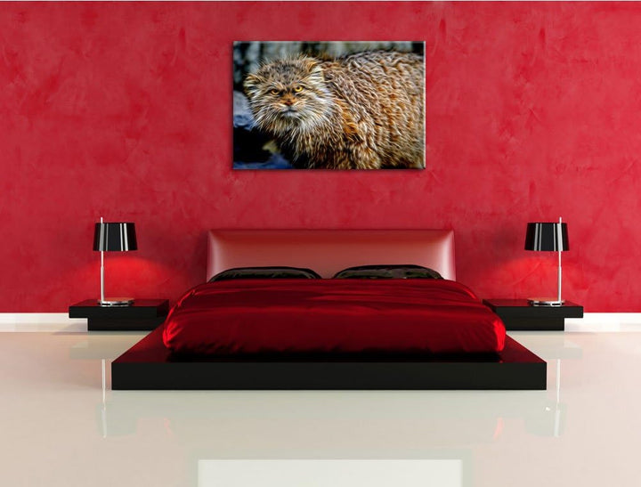 wütende Manul Deluxe Format: 100x70 cm auf Leinwand, XXL riesige Bilder fertig gerahmt mit Keilrahme