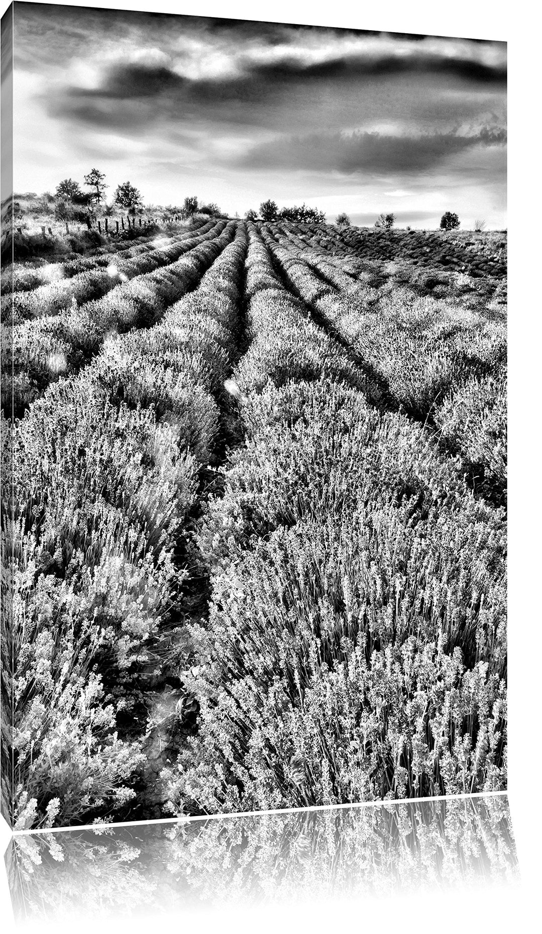 Pixxprint Lavendelfeld Provence / 100x70cm Leinwandbild bespannt auf Holzrahmen/Wandbild Kunstdruck