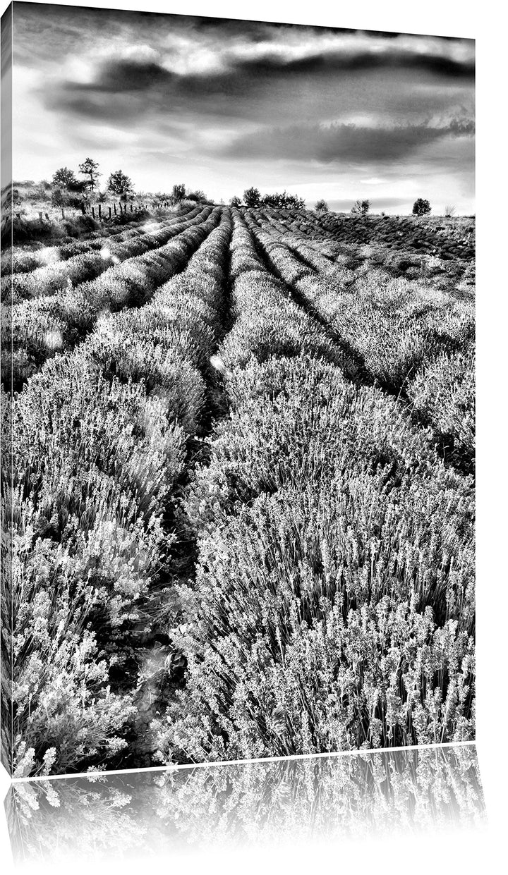 Pixxprint Lavendelfeld Provence / 100x70cm Leinwandbild bespannt auf Holzrahmen/Wandbild Kunstdruck